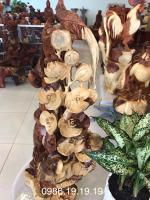 Cây bon sai hoa lan chim trỹ gỗ cẩm lai